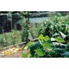 RETE SOLANIA ORTAGGI CM200 CON.MT50
